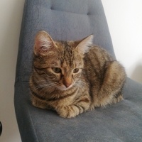 Tekir Kedi, Kedi  Tekir fotoğrafı