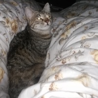 Tekir Kedi, Kedi  Tekir fotoğrafı