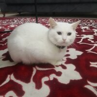 Ankara Kedisi, Kedi  Bulut fotoğrafı