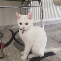 Ankara Kedisi, Kedi  Bulut fotoğrafı