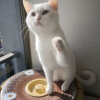 Ankara Kedisi, Kedi  Bulut fotoğrafı