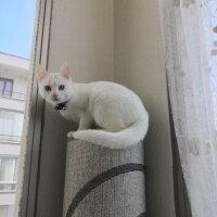 Ankara Kedisi, Kedi  Bulut fotoğrafı