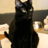 Bombay, Kedi  amy || amethyst fotoğrafı