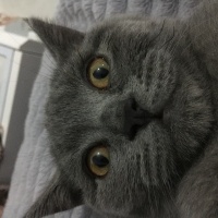British Shorthair, Kedi  Duman fotoğrafı