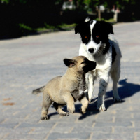 Maltese, Köpek  nicky fotoğrafı