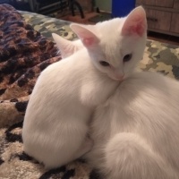 Ankara Kedisi, Kedi  Pamuk fotoğrafı