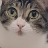 Tekir Kedi, Kedi  Minnoş fotoğrafı
