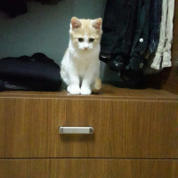 Tekir Kedi, Kedi  Kuru fotoğrafı