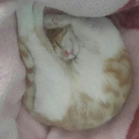 Tekir Kedi, Kedi  Kuru fotoğrafı