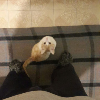 Tekir Kedi, Kedi  Kuru fotoğrafı