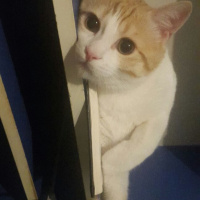 Tekir Kedi, Kedi  Kuru fotoğrafı