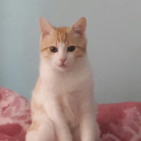Tekir Kedi, Kedi  Kuru fotoğrafı