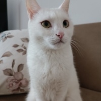 Van Kedisi, Kedi  Mia fotoğrafı