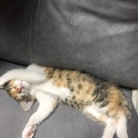 Tekir Kedi, Kedi  Balım fotoğrafı