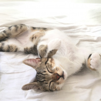 Tekir Kedi, Kedi  Tiger fotoğrafı