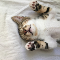 Tekir Kedi, Kedi  Tiger fotoğrafı