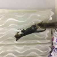 Tekir Kedi, Kedi  Tiger fotoğrafı