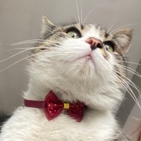Tekir Kedi, Kedi  Masum fotoğrafı