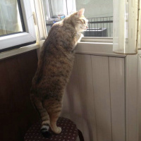 Tekir Kedi, Kedi  Garip fotoğrafı