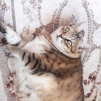 Tekir Kedi, Kedi  Garip fotoğrafı