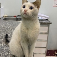 Tekir Kedi, Kedi  Mavi fotoğrafı