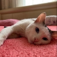 Tekir Kedi, Kedi  Mavi fotoğrafı