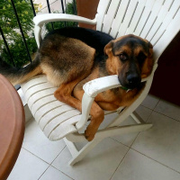 Alman Çoban Köpeği, Köpek  RO fotoğrafı