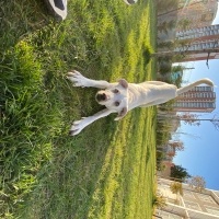 Avustralya Terrier, Köpek  Thor fotoğrafı