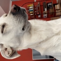 Avustralya Terrier, Köpek  Thor fotoğrafı