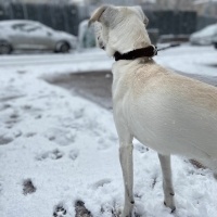 Avustralya Terrier, Köpek  Thor fotoğrafı