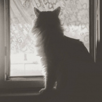Tiffanie, Kedi  lemmy fotoğrafı
