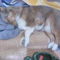 Alman Av Terrieri, Köpek  Bıdık fotoğrafı