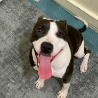 Amerikan Staffordshire Terrier, Köpek  Gece fotoğrafı