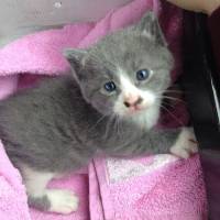 British Shorthair, Kedi  Duman fotoğrafı