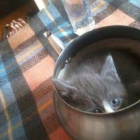 British Shorthair, Kedi  Duman fotoğrafı