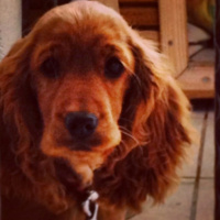 İngiliz Cocker Spaniel, Köpek  Tarçın fotoğrafı