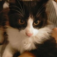 Tuxedo (Smokin) Kedi, Kedi  ZEUS fotoğrafı