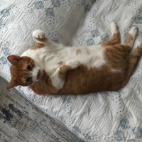 Sarman, Kedi  Tarçın fotoğrafı