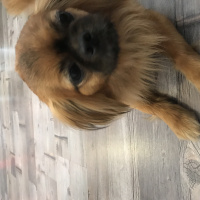 Pekingese, Köpek  Prenses fotoğrafı
