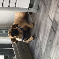 Pekingese, Köpek  Prenses fotoğrafı