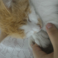 Tekir Kedi, Kedi  Minnoş fotoğrafı