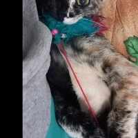 Tekir Kedi, Kedi  Minnoş fotoğrafı