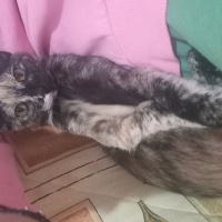 Tekir Kedi, Kedi  Minnoş fotoğrafı