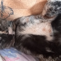 Tekir Kedi, Kedi  Minnoş fotoğrafı