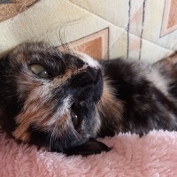 Tekir Kedi, Kedi  Minnoş fotoğrafı