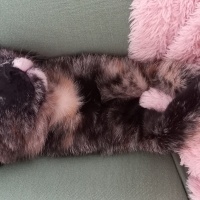 Tekir Kedi, Kedi  Minnoş fotoğrafı