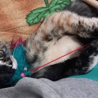 Tekir Kedi, Kedi  Minnoş fotoğrafı