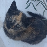 Tekir Kedi, Kedi  Minnoş fotoğrafı