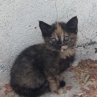 Tekir Kedi, Kedi  Minnoş fotoğrafı