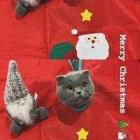 Scottish Fold, Kedi  Mırmırsu fotoğrafı